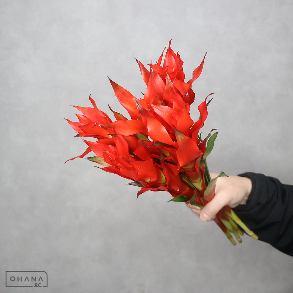 グズマニア　フィエスタ　 40cm ※5本束