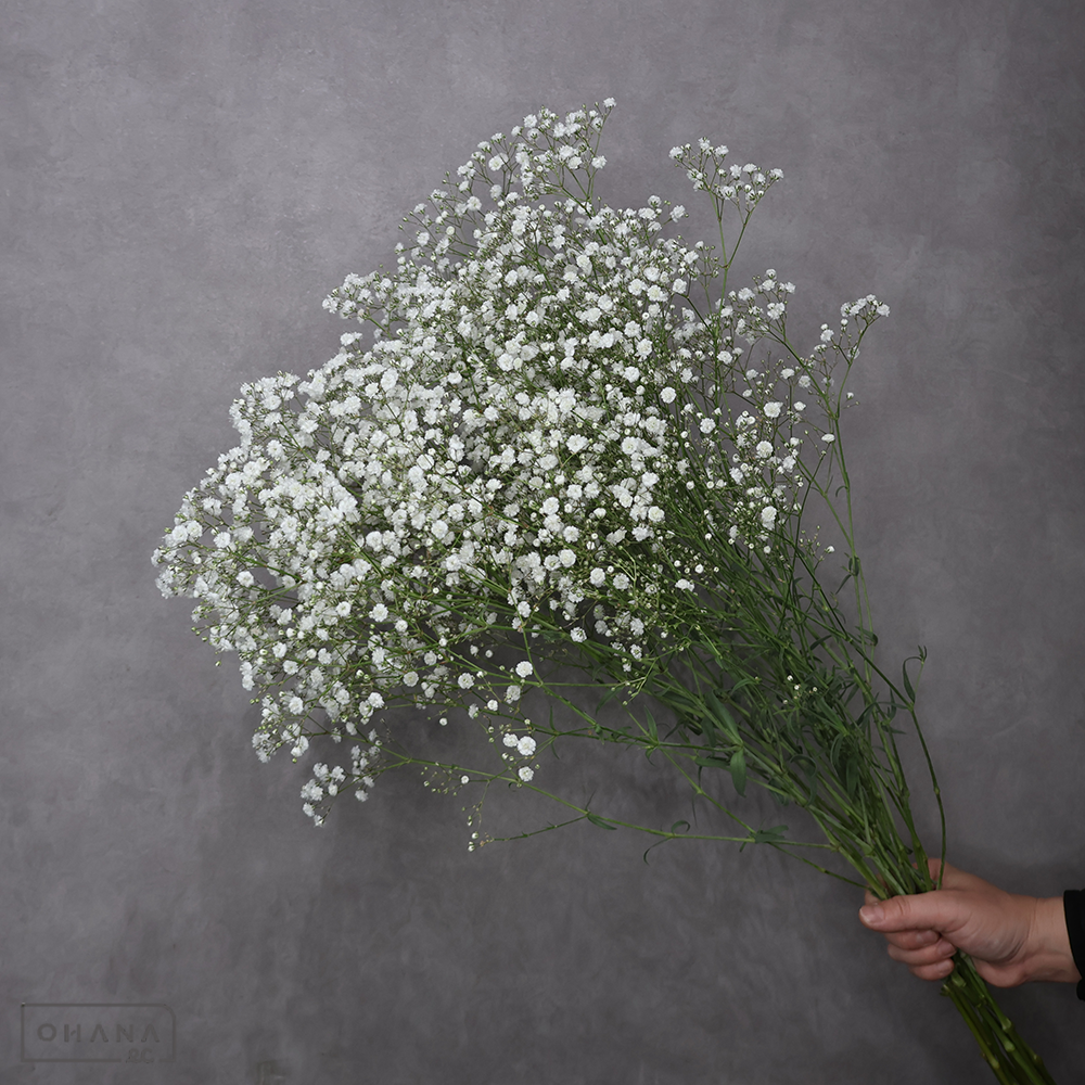 カスミソウ　アルタイル　秀 Ｍ