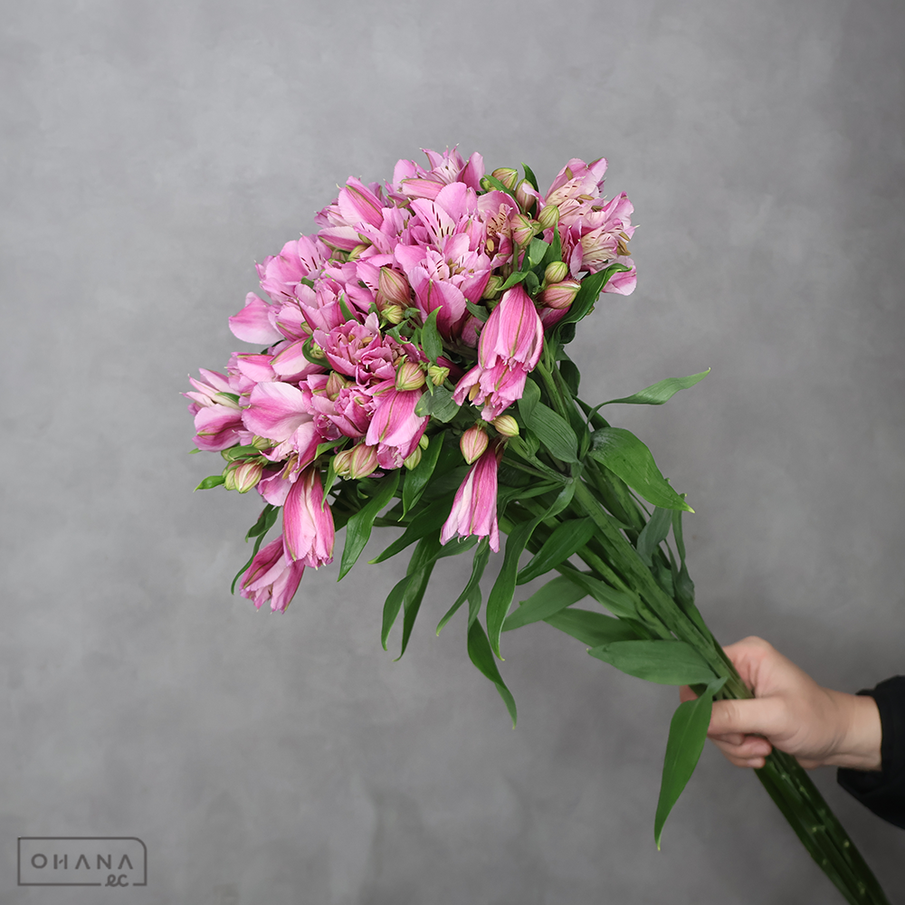 アルストロメーリア　シチリア　Ａ 80cm ■発送時は75cm以下にカット