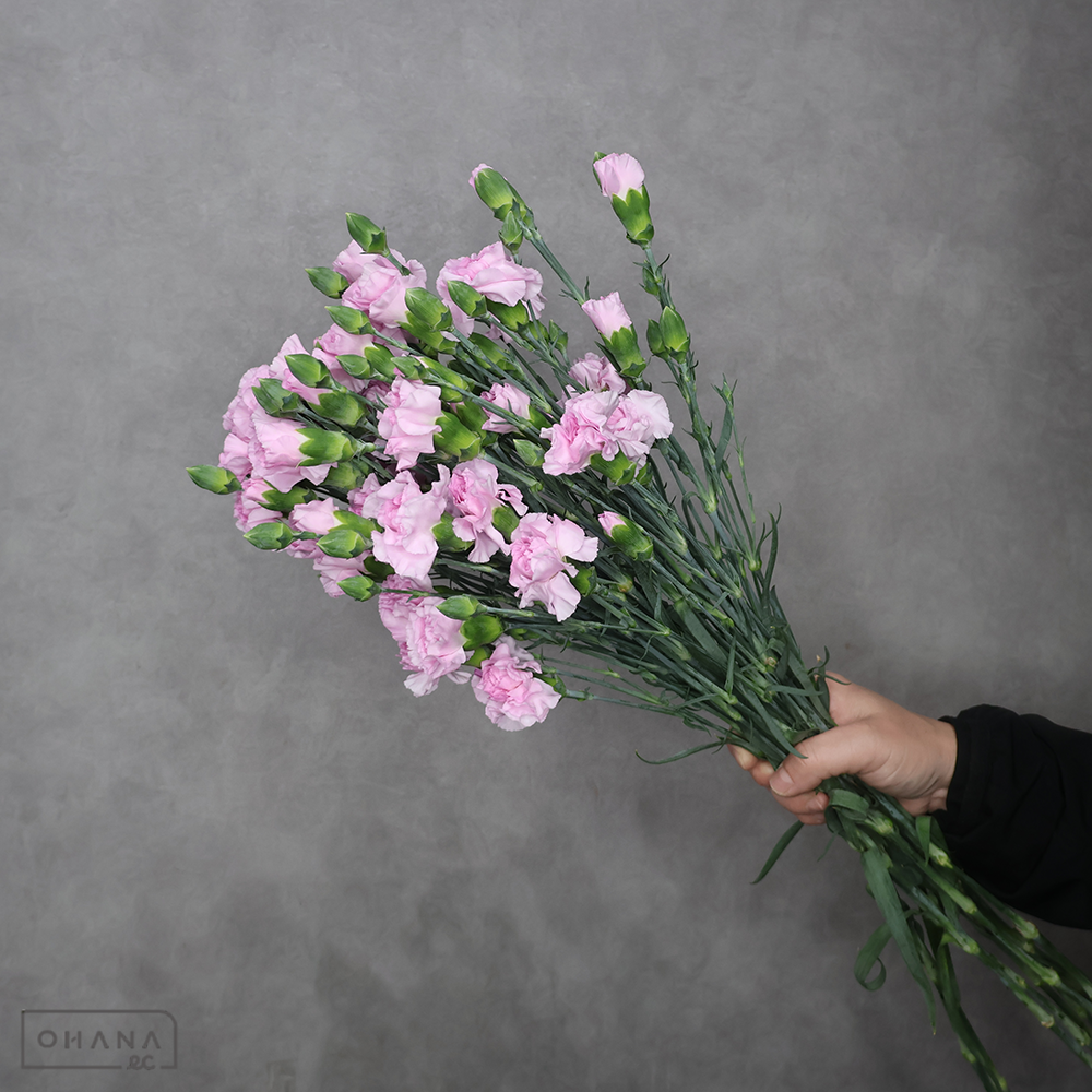 Sカーネ　マオ　特級 65cm