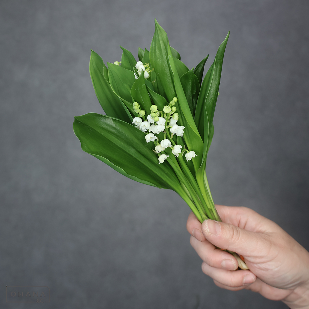 スズラン　秀 20cm