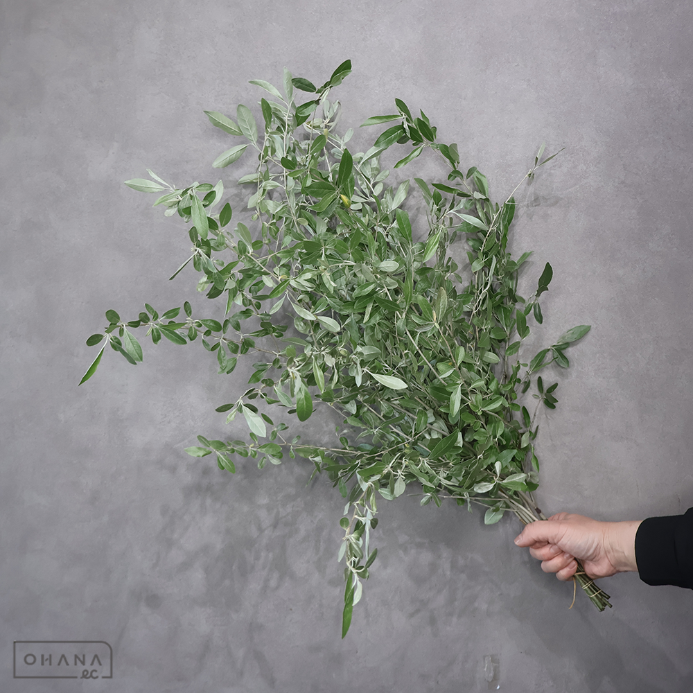 ロシアンオリーブ　秀 70cm