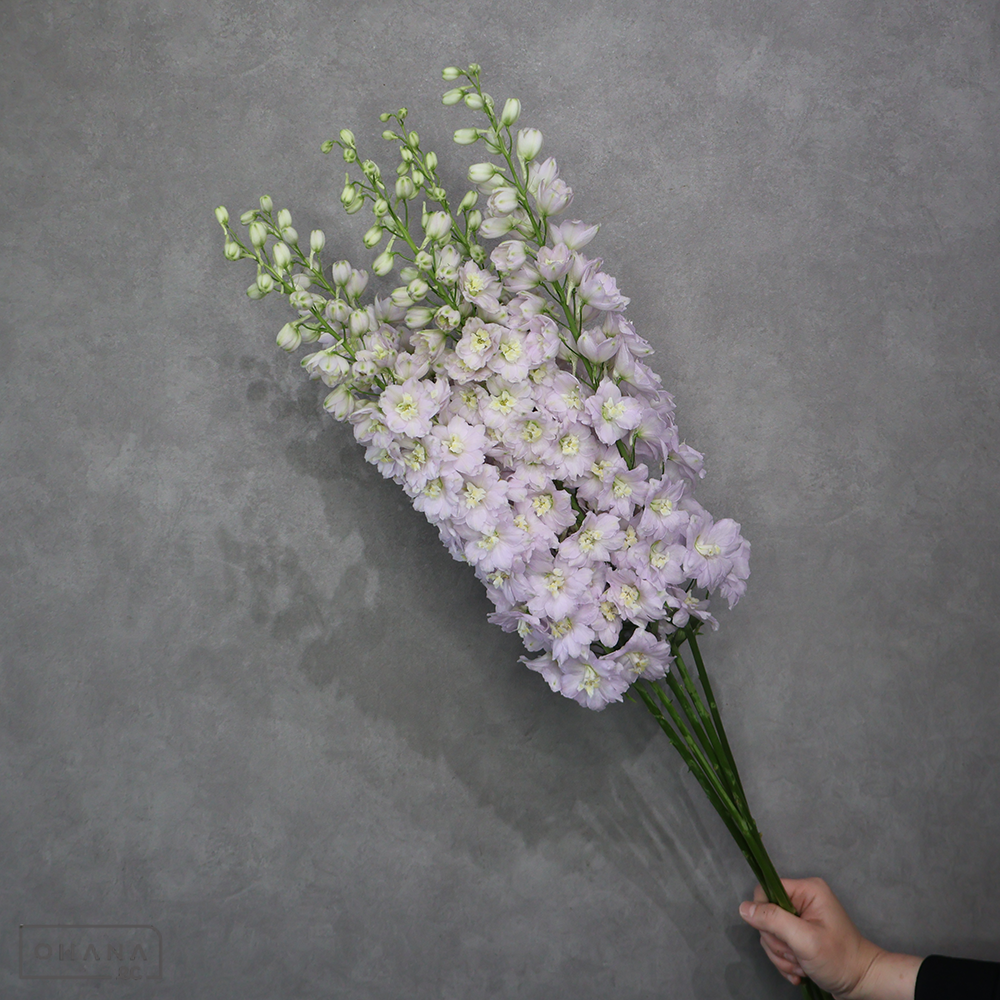 デルフィジャイアントピンク　ライラ ※5本束　秀 90cm  ■発送時は75cm以下にカット