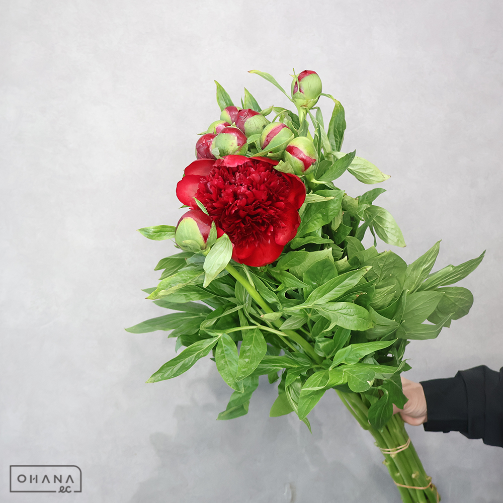 シャクヤク赤　レッドチャーム　特 70cm  ※5本束