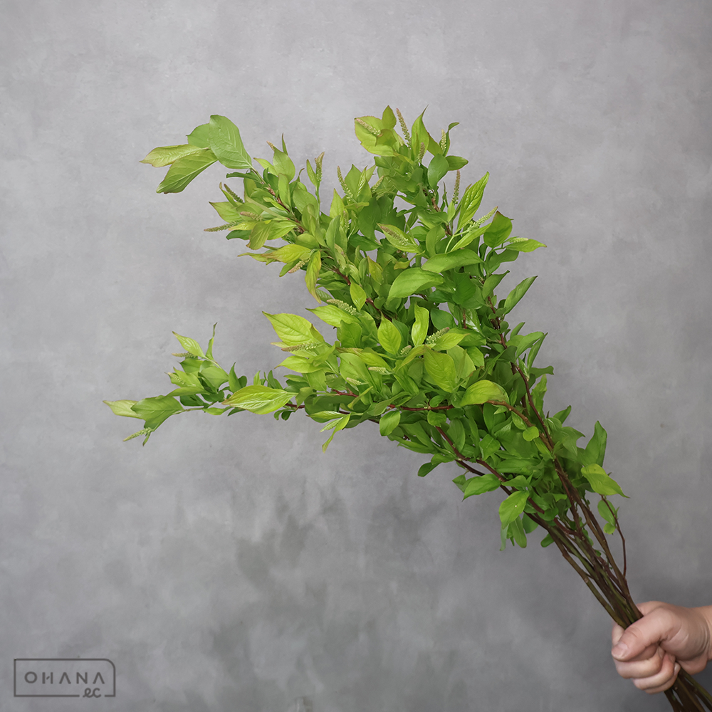 【SALE】リョウブ　60cm　※クレーム対象外