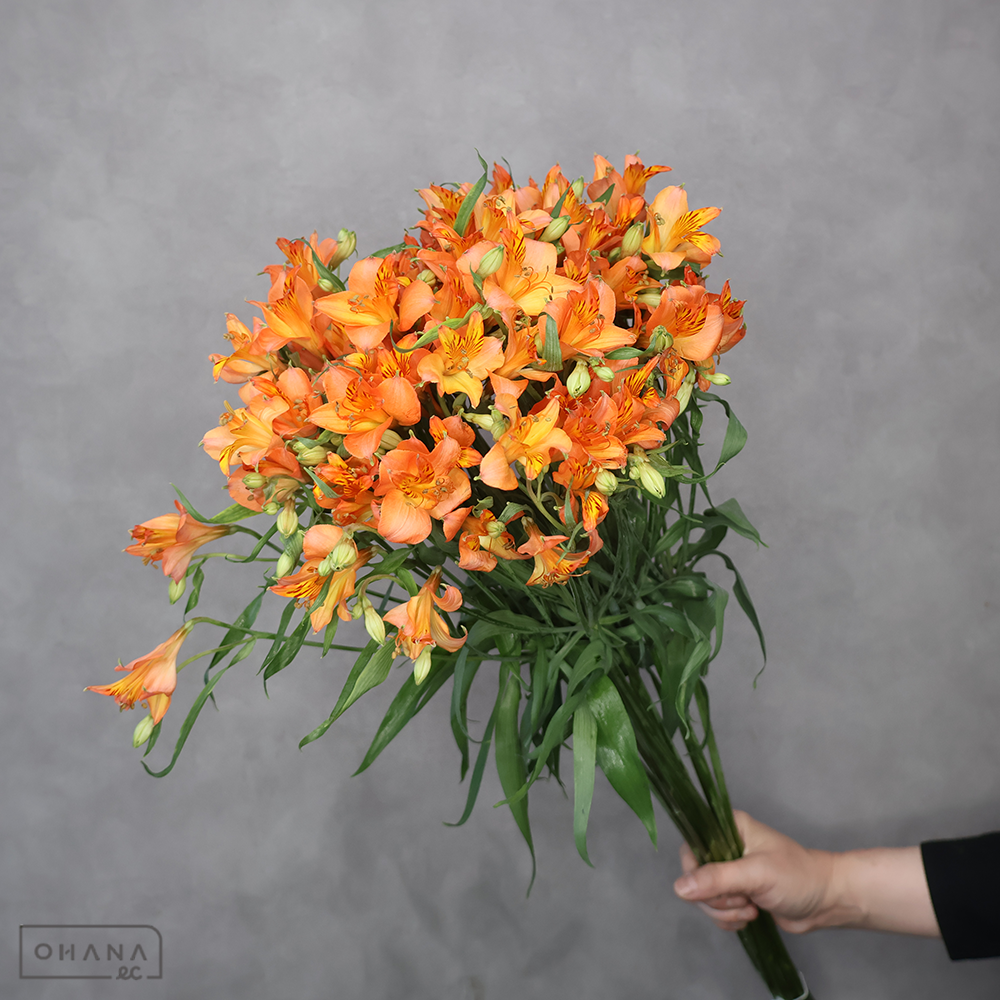 アルストロメリア　リグツオレンジ　7-60cm