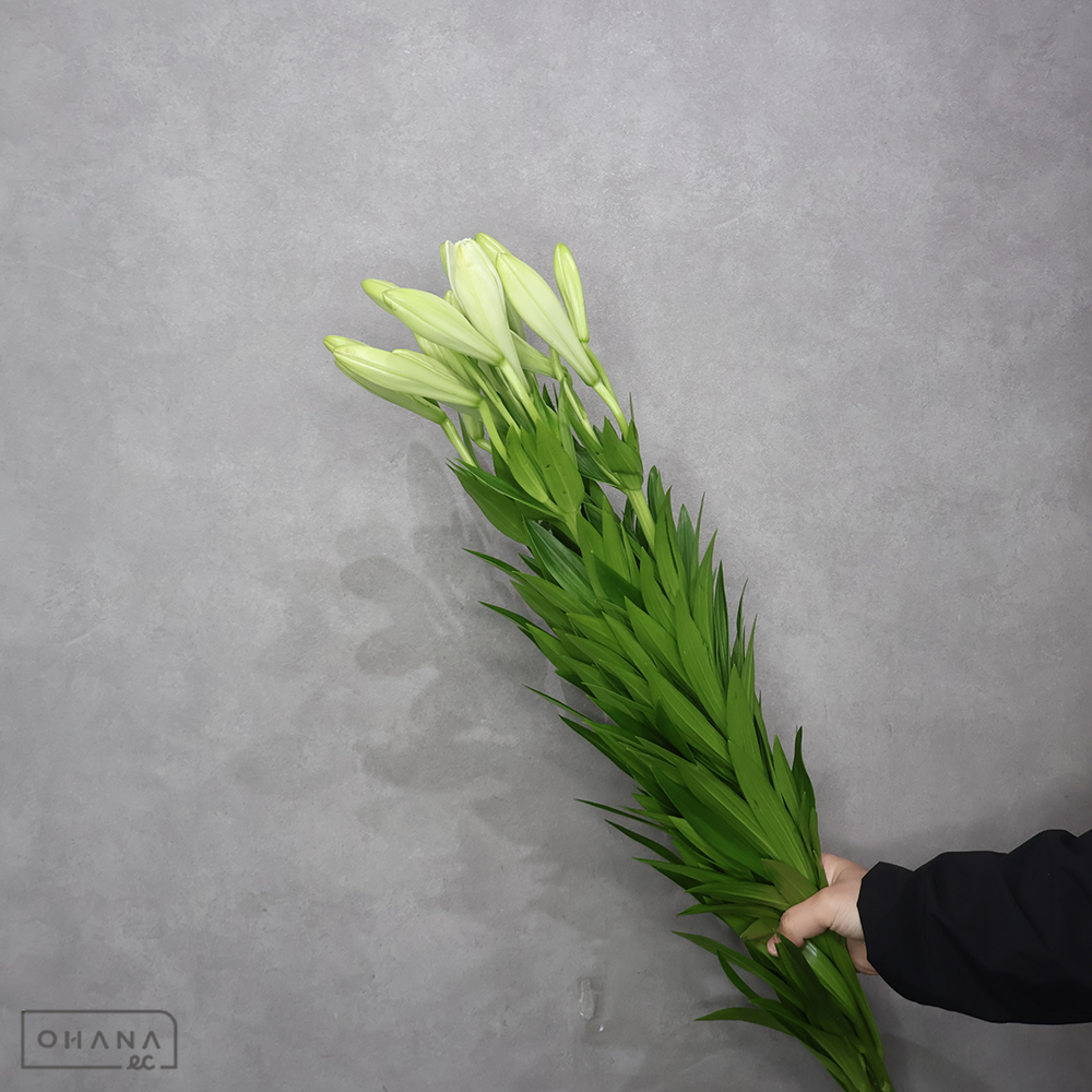 鉄砲百合　咲八姫 ※5本束 八重咲　秀 ２Ｌ 3-4F■発送時は75cm以下にカット