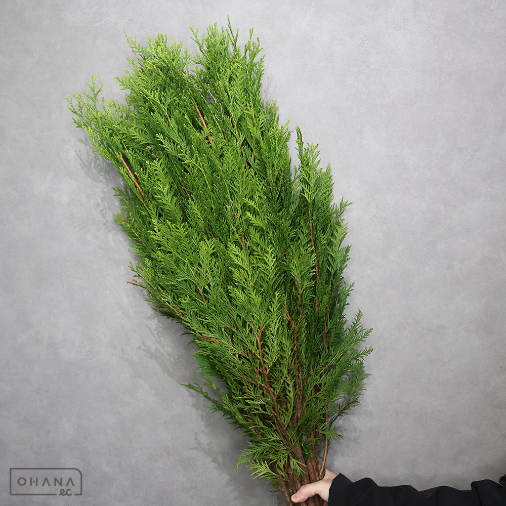 ヒバ　ニオイ　 110cm　■発送時は90cm以下にカット（横箱配送）