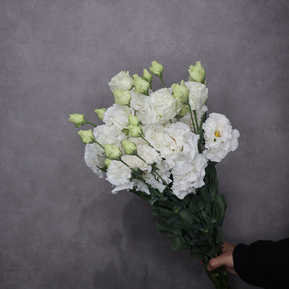 トルコキキョウ　ジュリアスホワイト　秀 ３輪 70cm