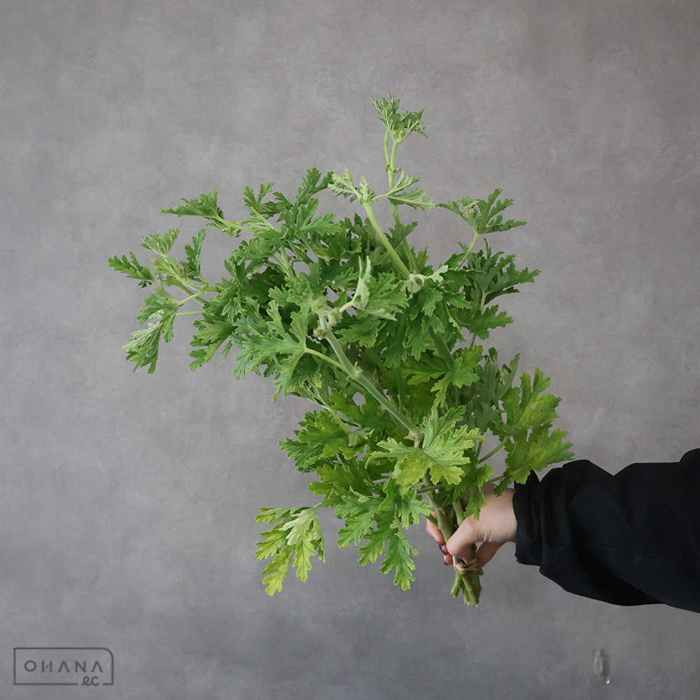 ローズゼラニウム　秀2L ※葉変色部分あり