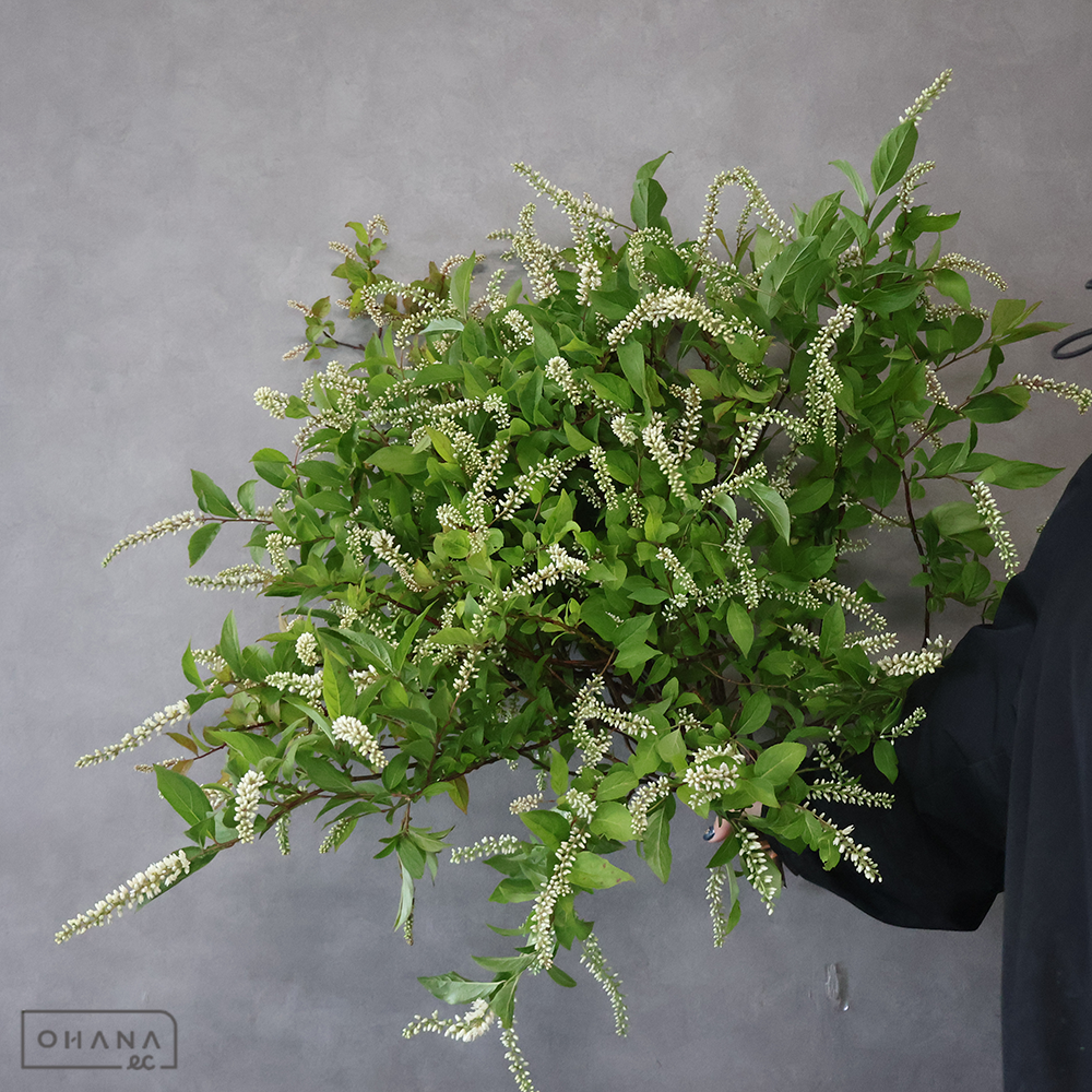 リョウブ（花付き）　中 ■発送時は75cm以下にカット