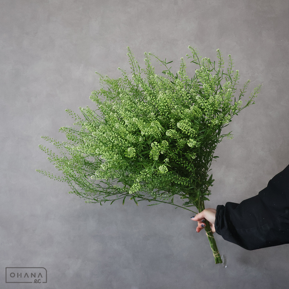 タラスピ  マメグンバナズナ　秀 70㎝