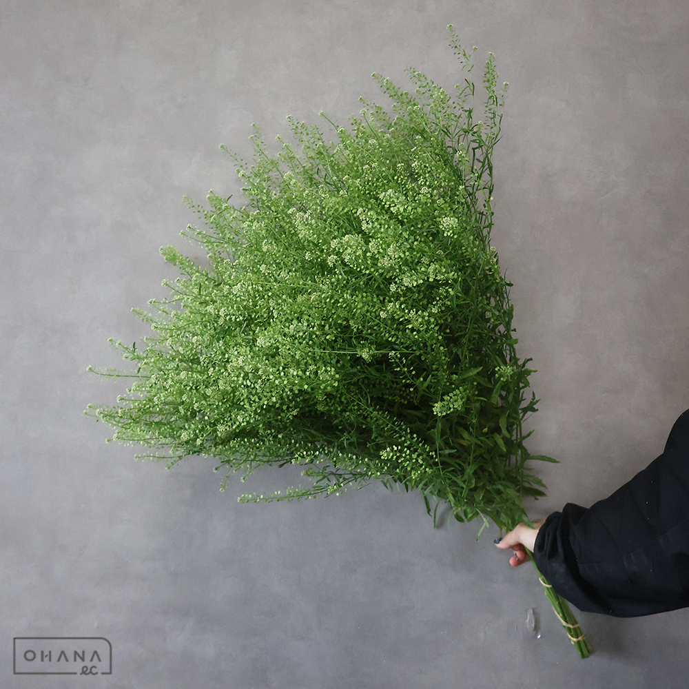 タラスピ  マメグンバナズナ　秀 80㎝ ■発送時は75cm以下にカット