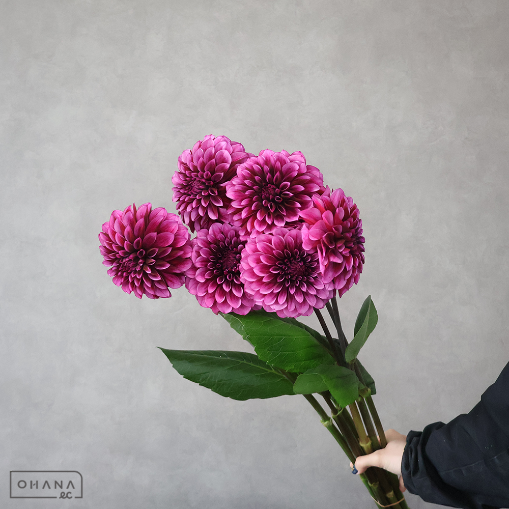 ダリア紫　ダークナイト　秀優 70-60