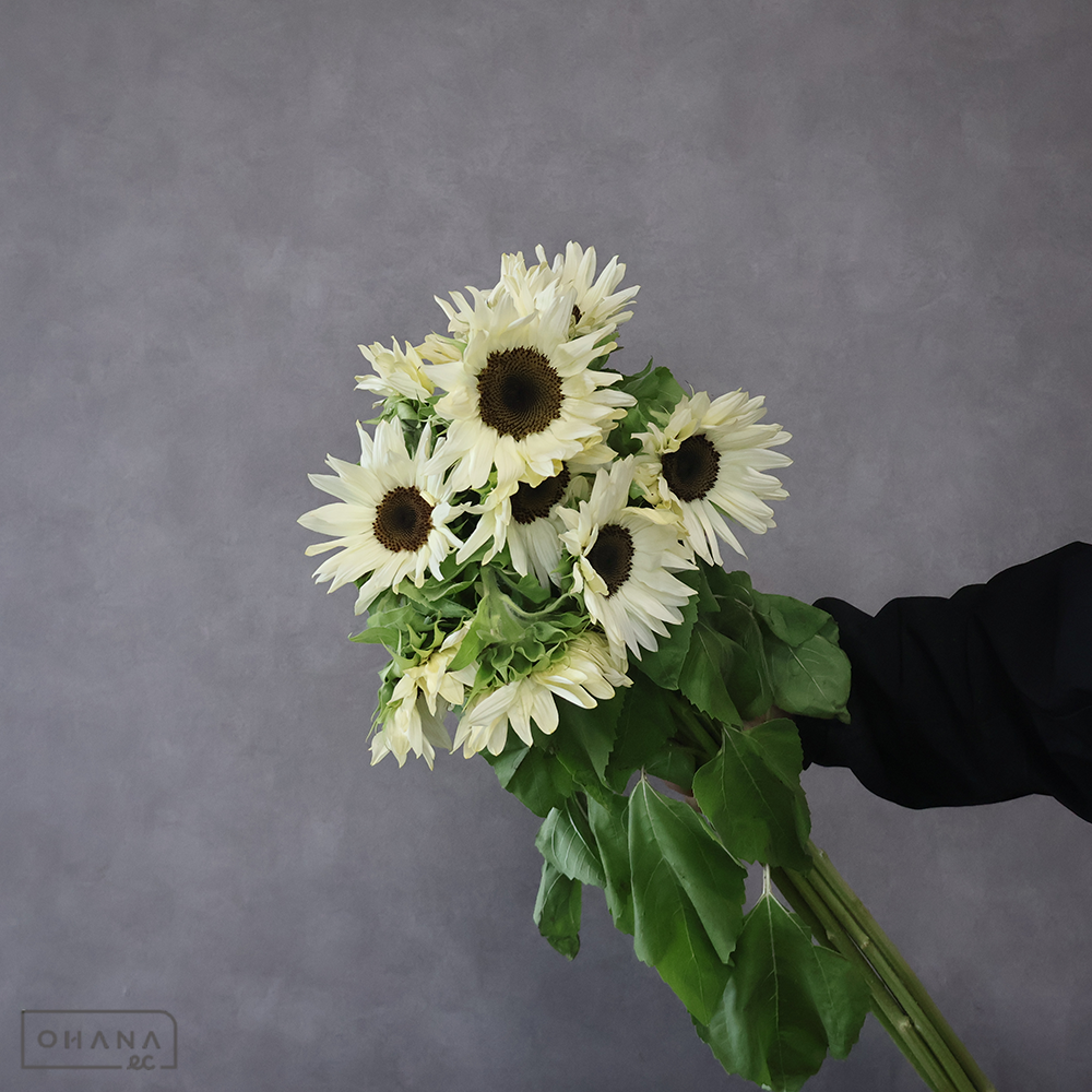 ヒマワリ　プロカットホワイトナイト　秀2L 90cm ※葉悪い ■発送時は75cm以下にカット