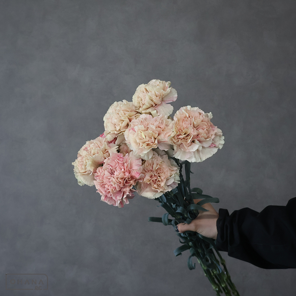 カーネーション　クレタ ※15本束　秀 60cm