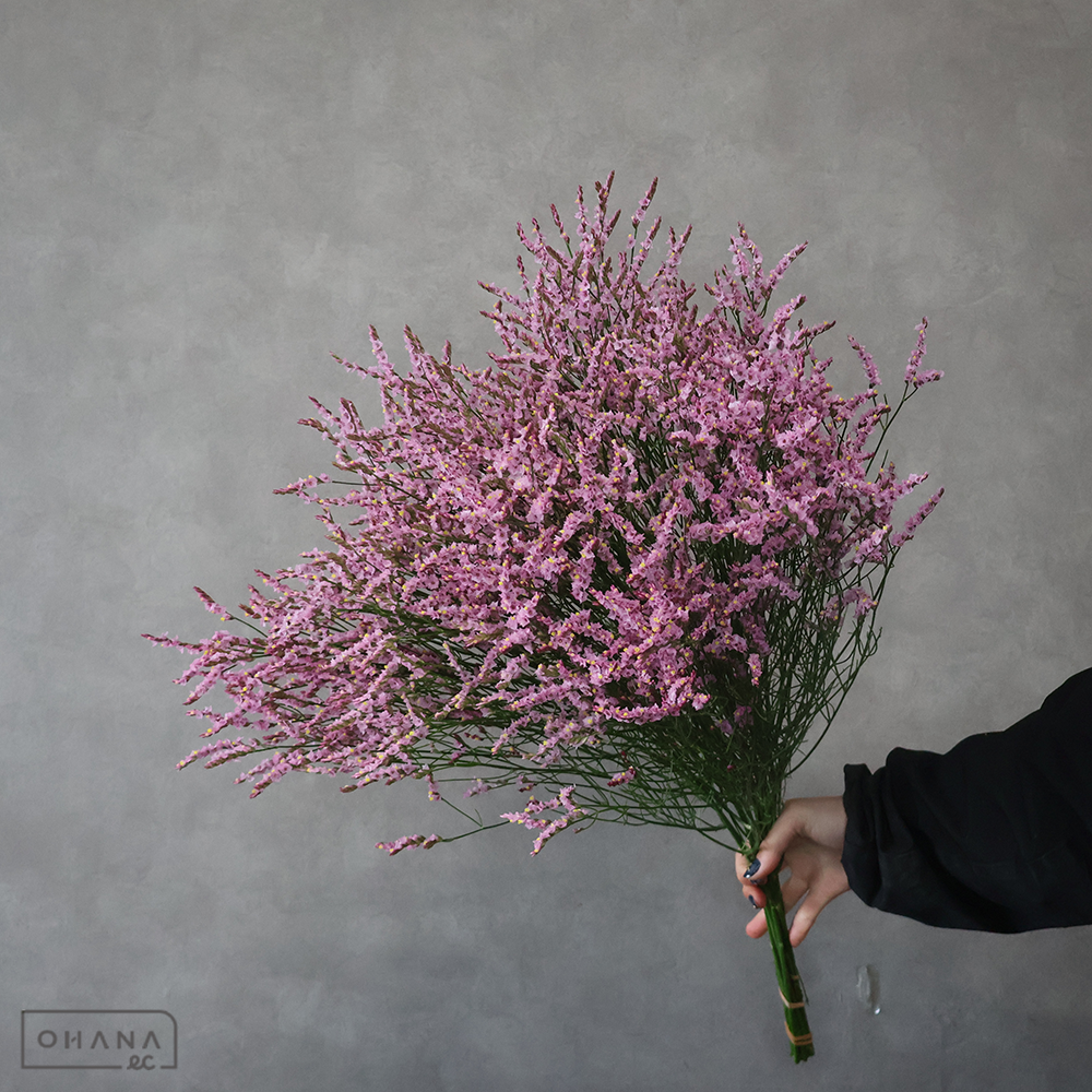 ＨＢスターチスピンク　桃山　秀 70cm  ■北海道産 初入荷！