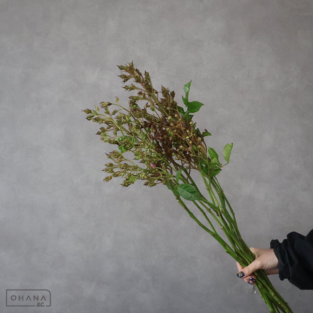 野バラ　 70cm  ※新芽部分あり