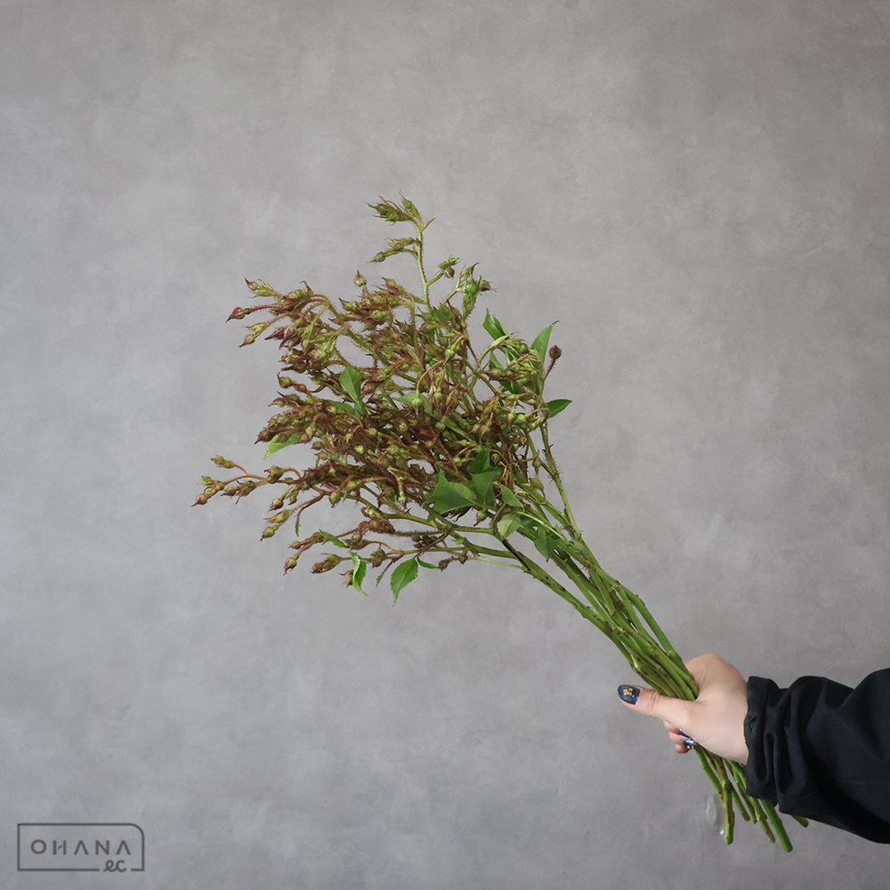 野バラ　 50cm  ※新芽部分あり