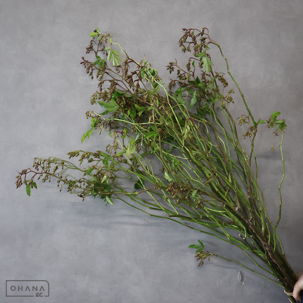 野バラ　 枝  ※新芽部分あり ■発送時は75cm以下にカット