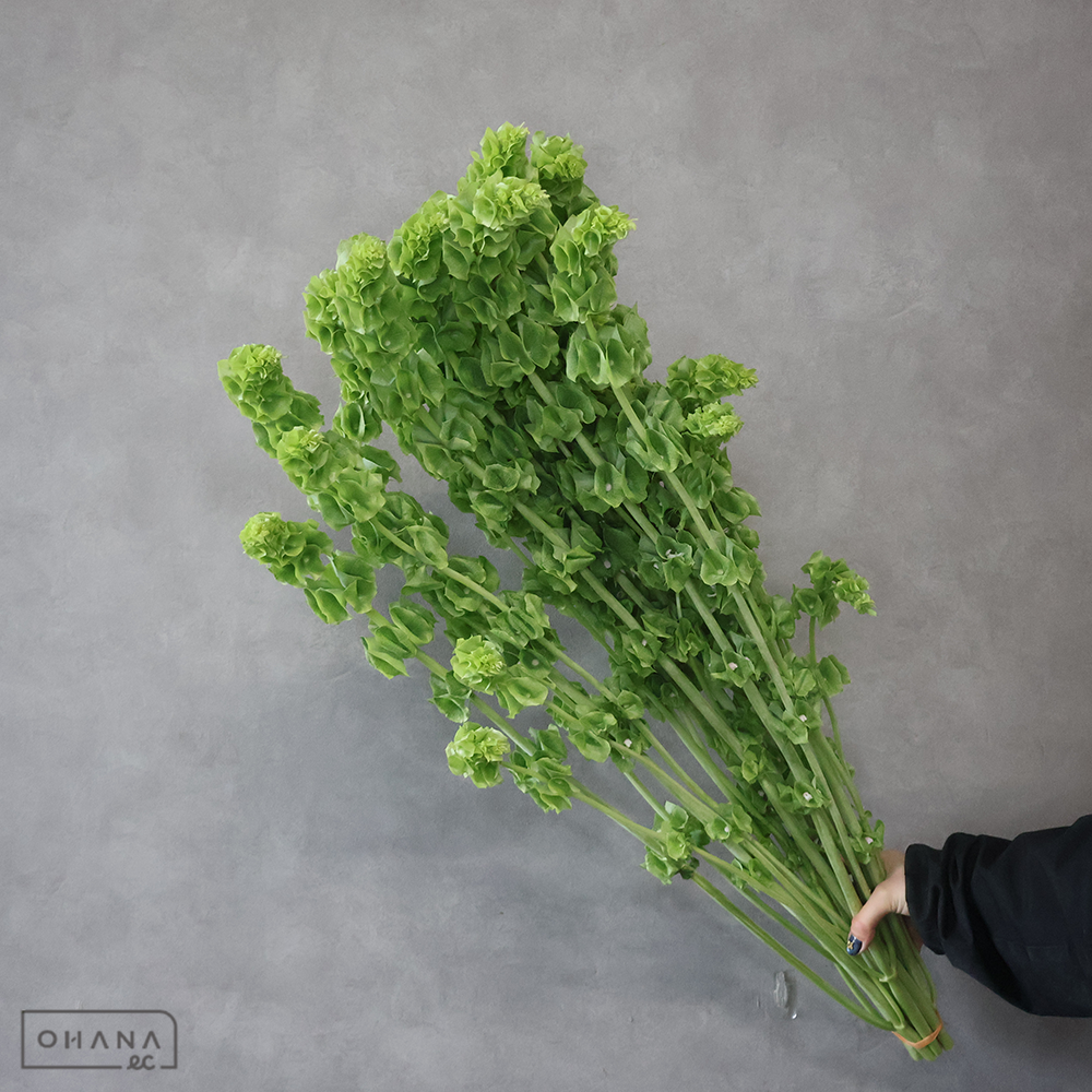 モルセラ　 85cm ＳＰ  ■発送時は75cm以下にカット