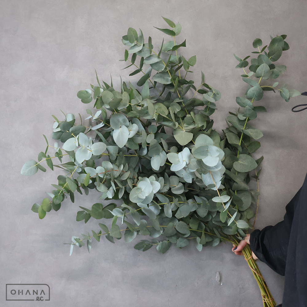 ユーカリ　銀世界　秀L ■発送時は75cm以下にカット