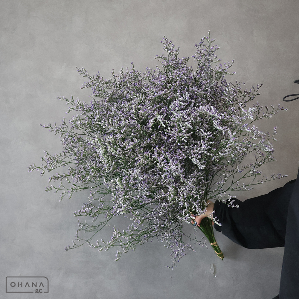 ＨＢスターチス青　ブルーウェーブ　優 70cm