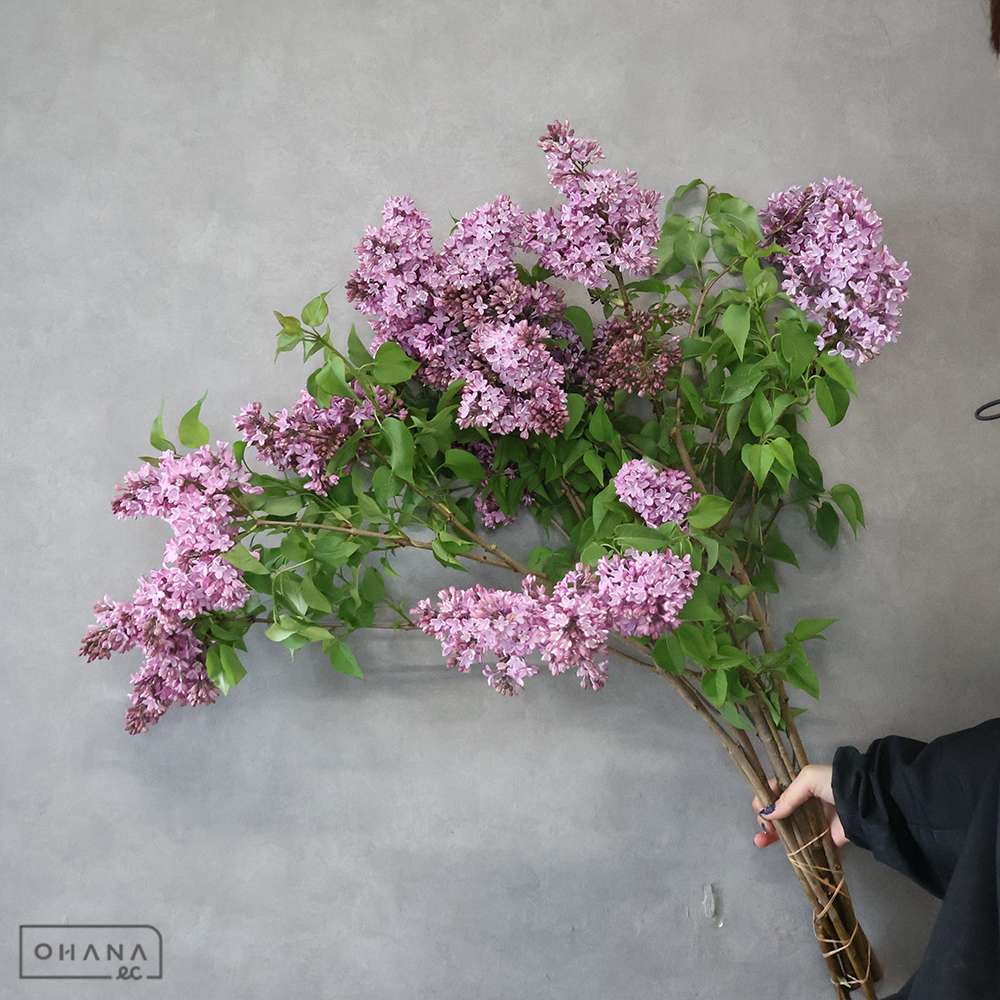 ライラック　ピンク　秀 85cm ＳＰ ■発送時は75cm以下にカット