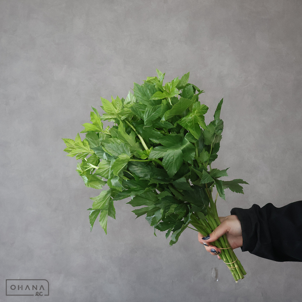 木イチゴ　ベビーハンズ　秀 40cm