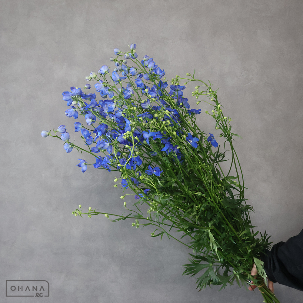 デルフィシネンシス青　プレストン１４　A 80cm ■発送時は75cm以下にカット