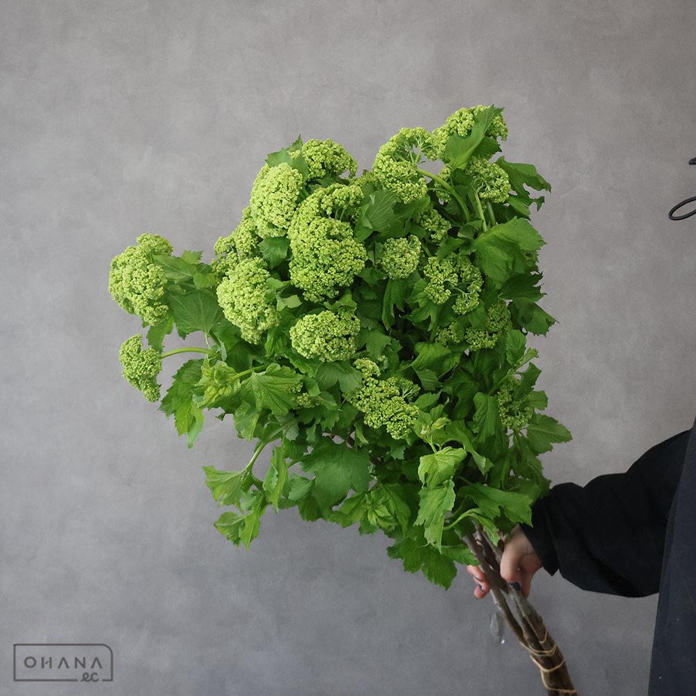 ビバーナム　スノーボール ※5本束　秀 80cm 4輪 　■発送時は75cm以下にカット