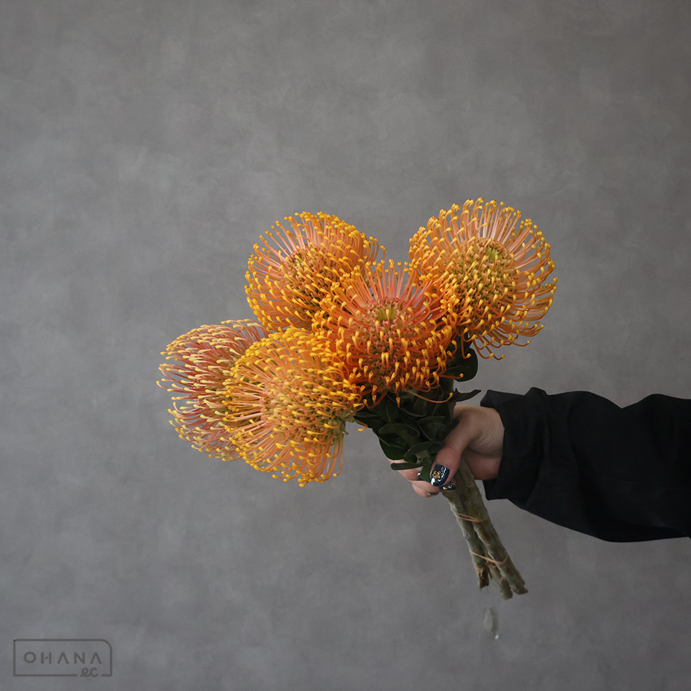 ピンクッション　ソレイユ ※5本束　 40cm ※ステム色悪い部分あり