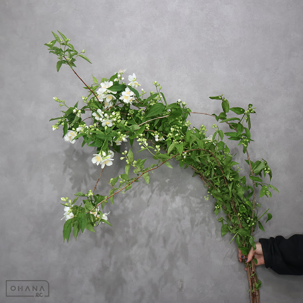 梅花ウツギ　 120cm  ■発送時は75cm以下にカット