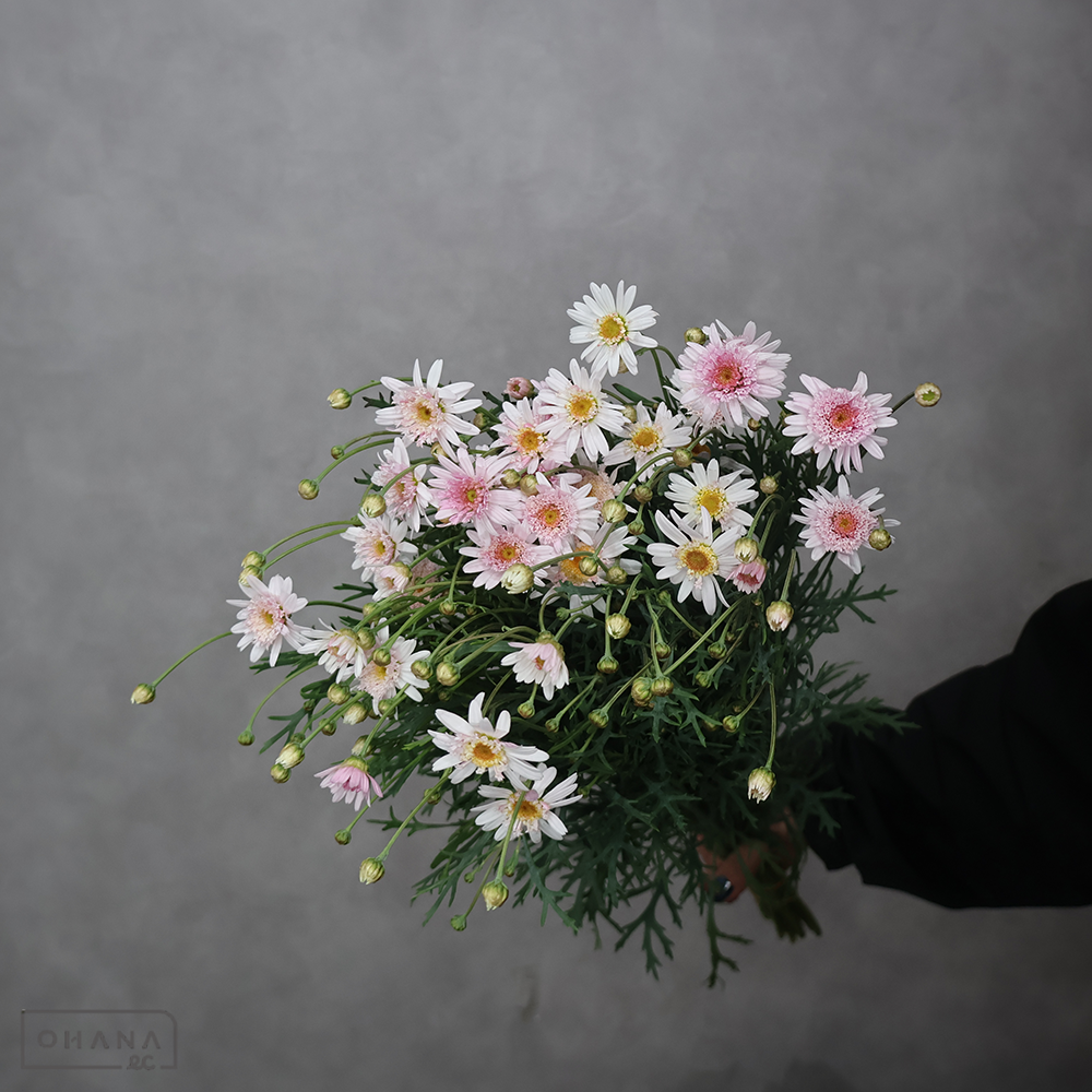 マーガレット　シュガーストロベリー　秀60cm