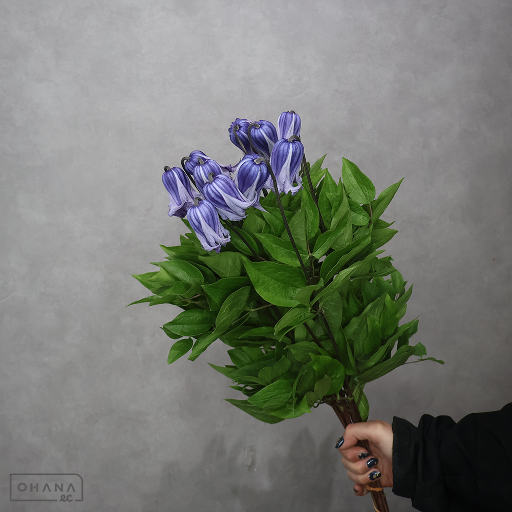 クレマチス　麻里　秀55cm