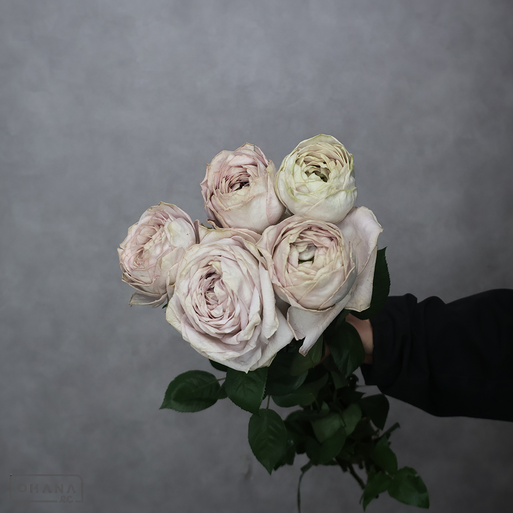 バラ　シュエルヴァーズ　秀50cm   ※5本束