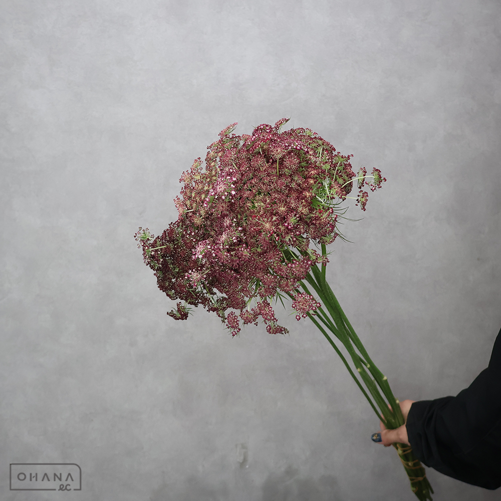 ホワイトレースフラワー　ダウカスロゼ　秀3L