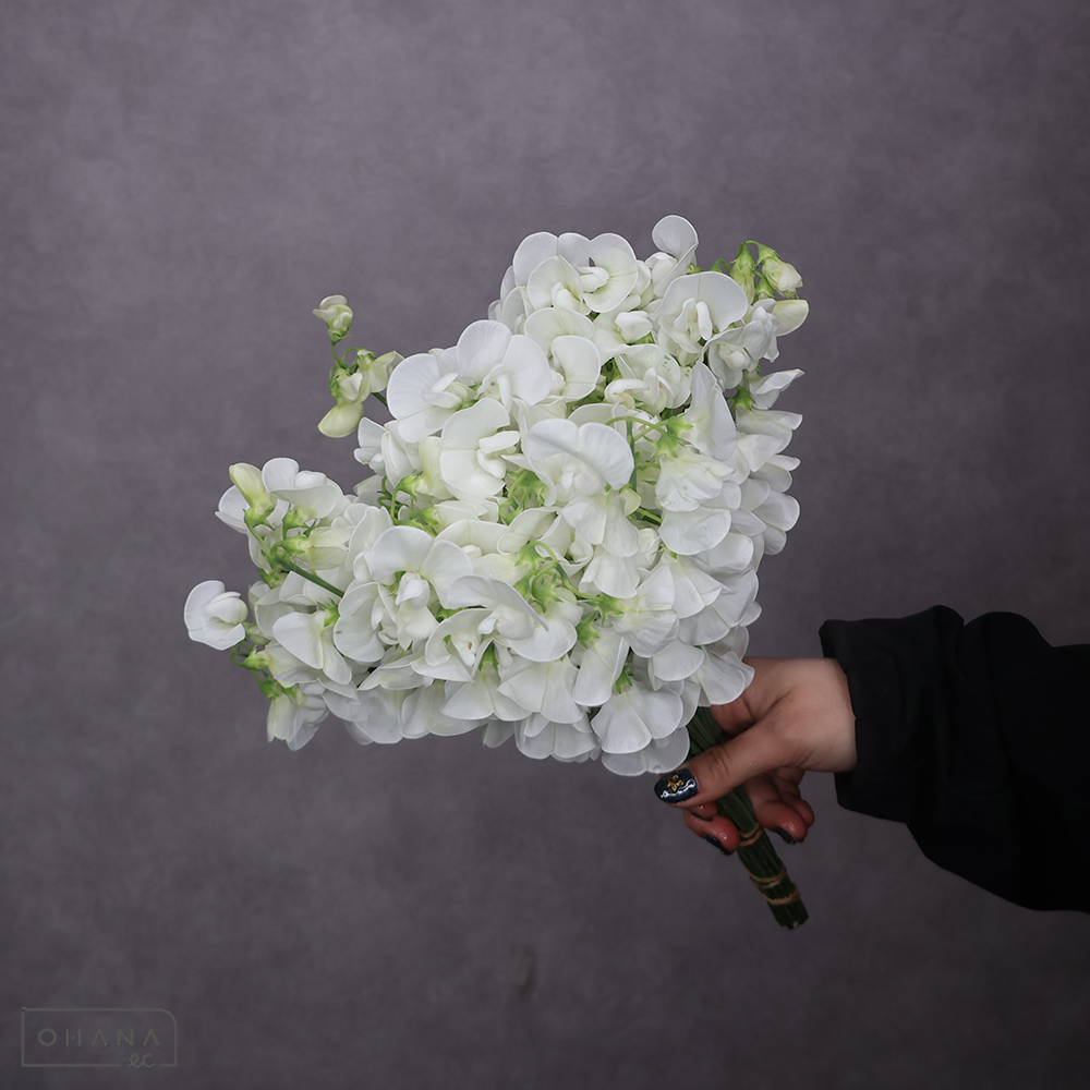 宿根スイートピー　ホワイト　特級L  ※25本束