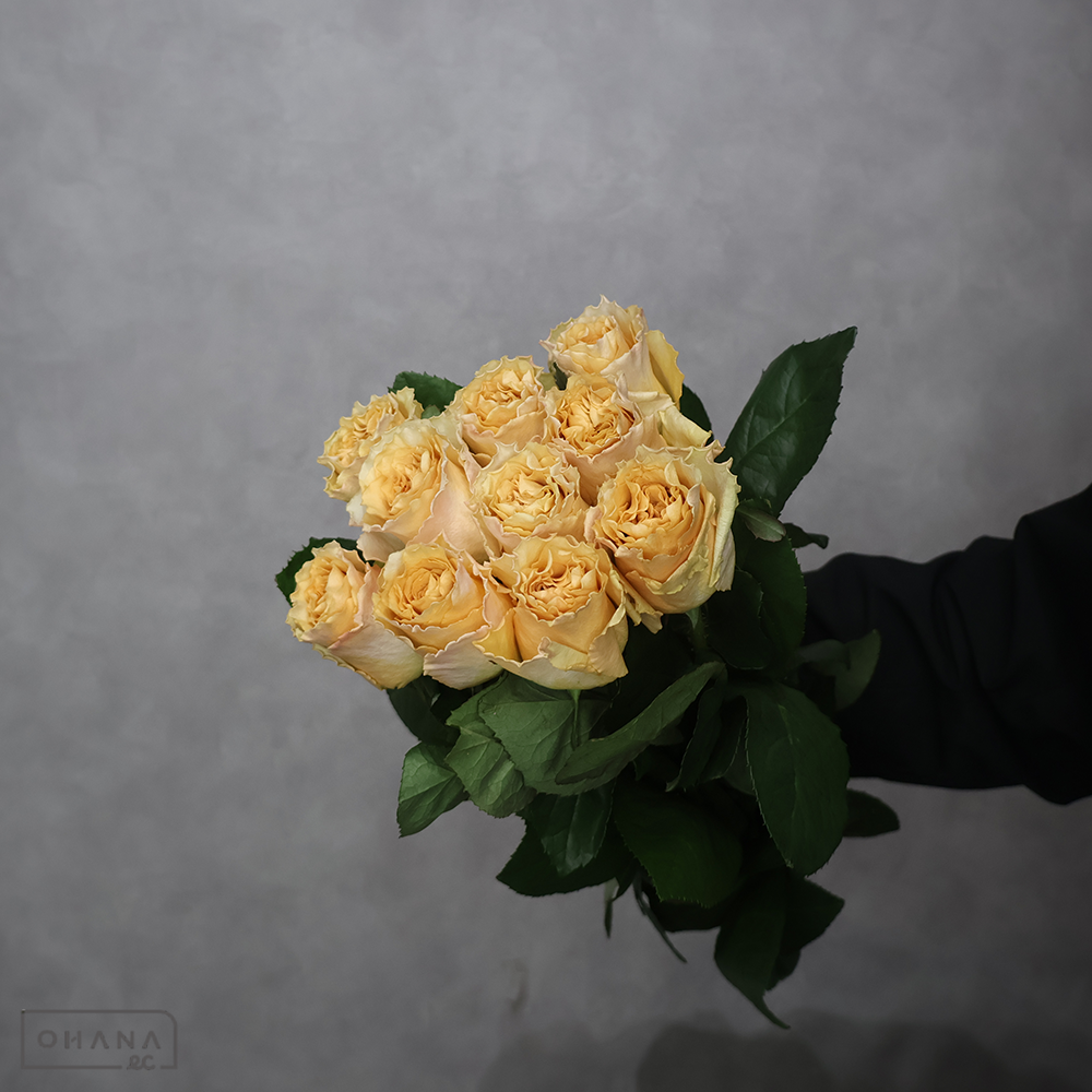 バラ　プリンセスライン　50cm