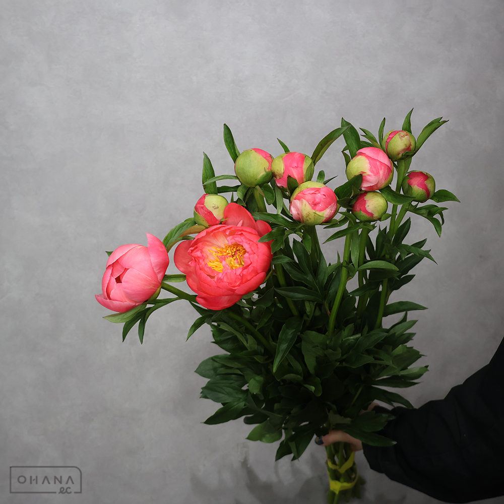 シャクヤク　コーラルチャーム　秀2L  ■発送時は75cm以下にカット