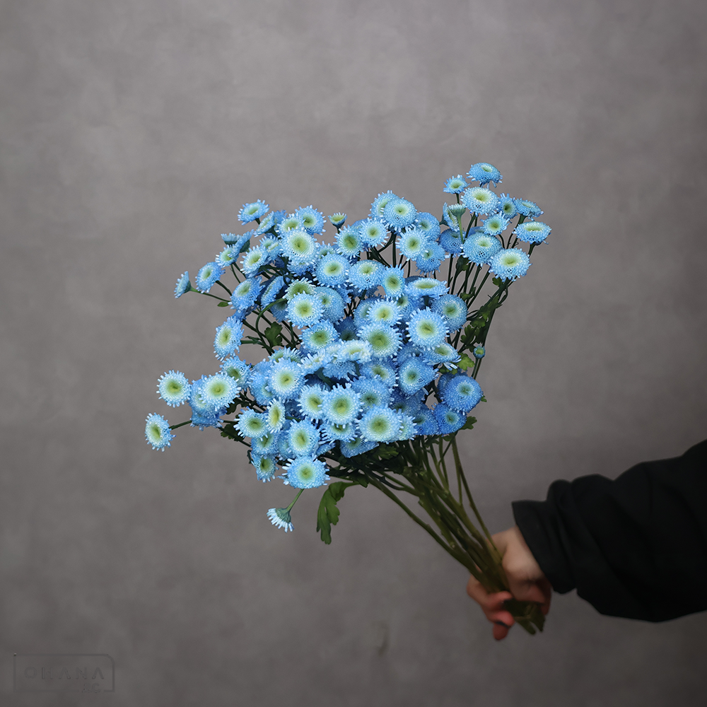 マトリカリア　染ミルキーブルー　50cm  ※15本束