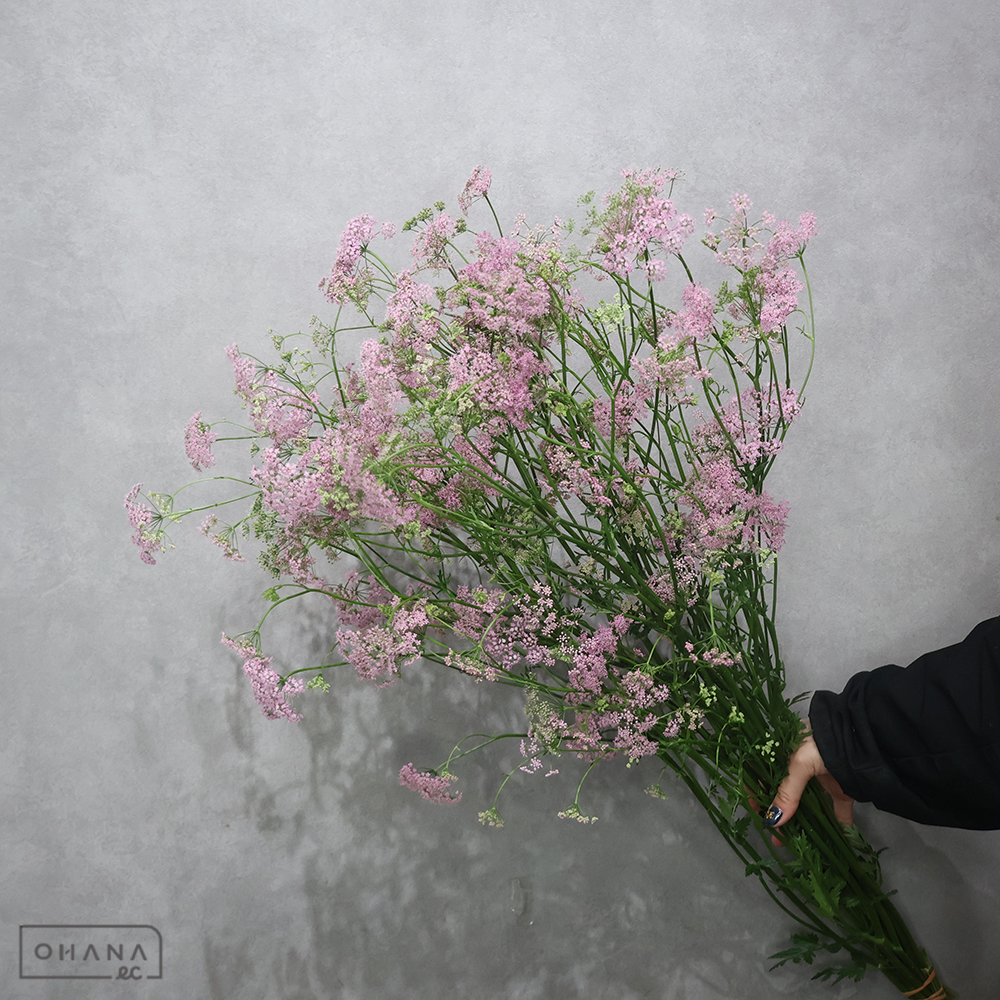 レースフラワー　ロゼア　秀3L75cm