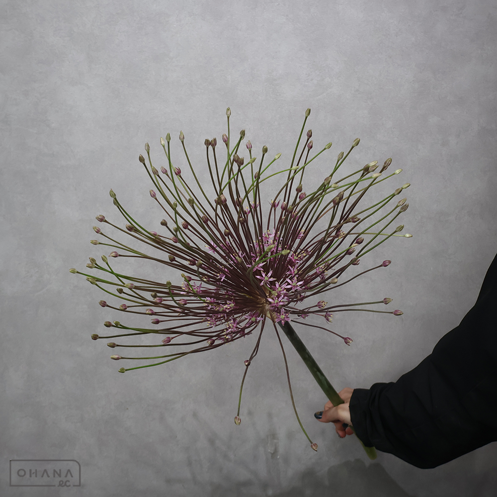 アリアム　シュベルティー　60cm