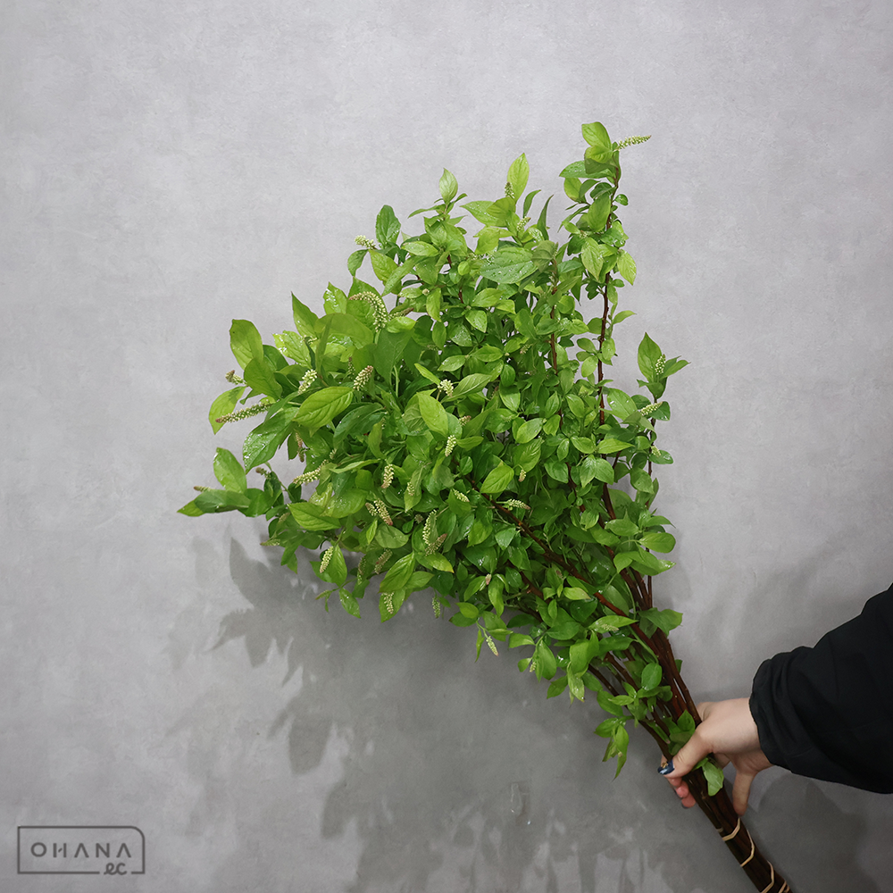 リョウブ　心咲　秀60cm