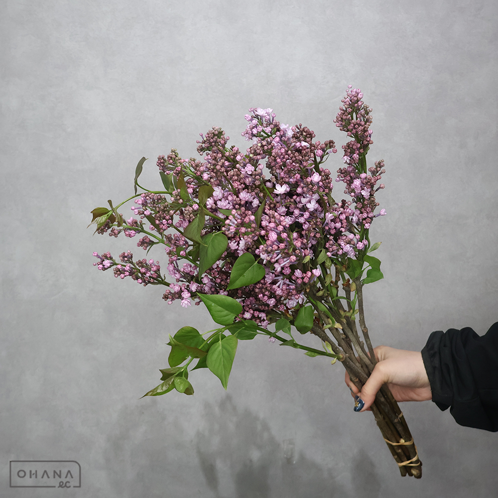 アナベルライラック　ライラック　2-3輪50cm