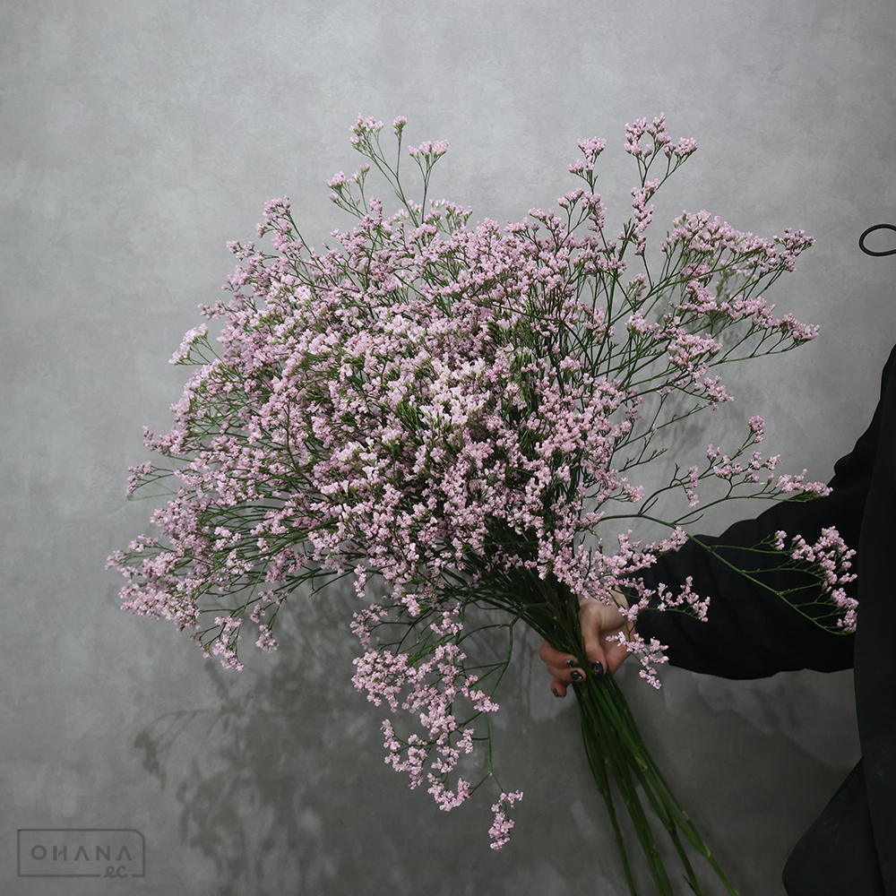 ＨＢスターチス　オシピンク　秀85-90cm ■発送時は75cm以下にカット