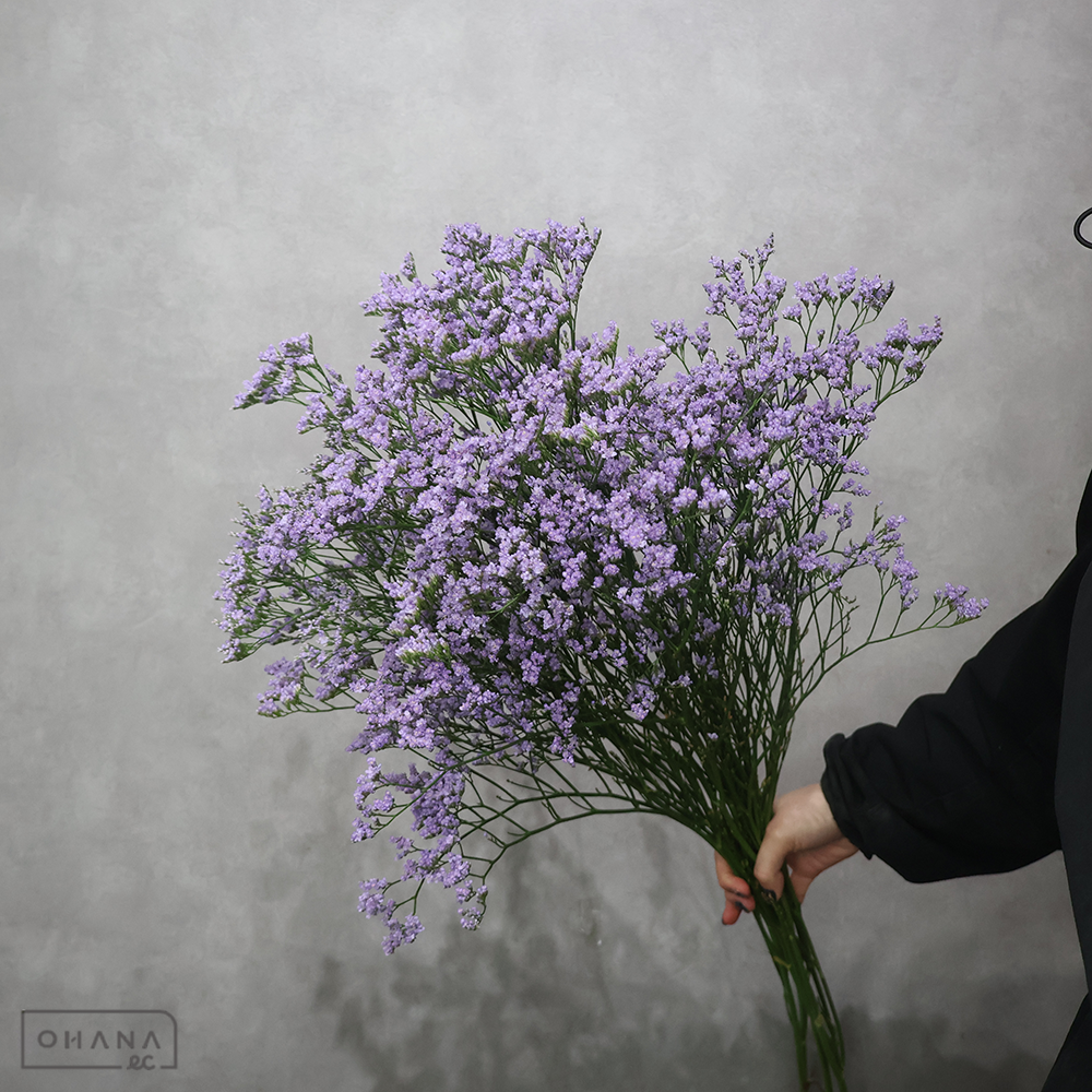 ＨＢスターチス　ブルーティフル　秀85-90cm ■発送時は75cm以下にカット