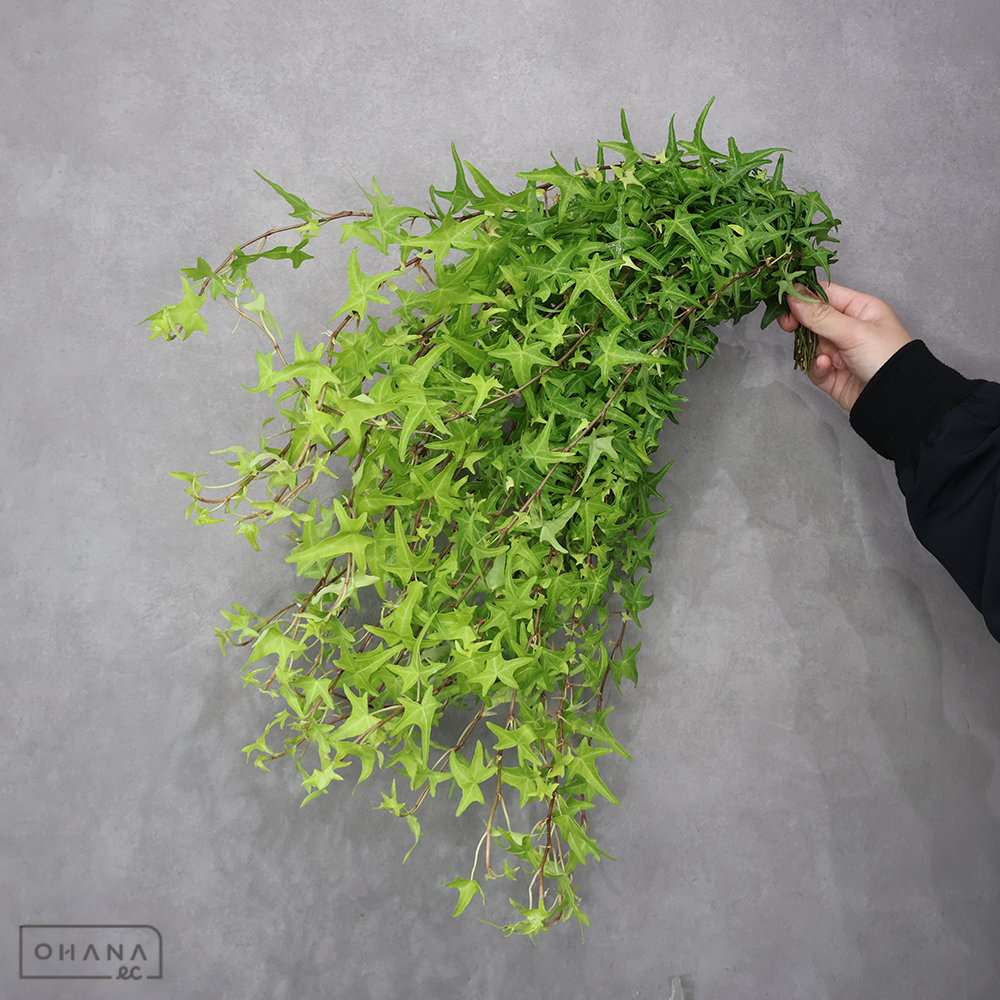 アイビー　アイビーライトフィンガー　小 60cm