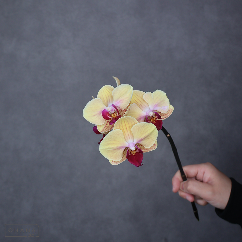 ミディコチョウラン　ゴールデンビューティー　優