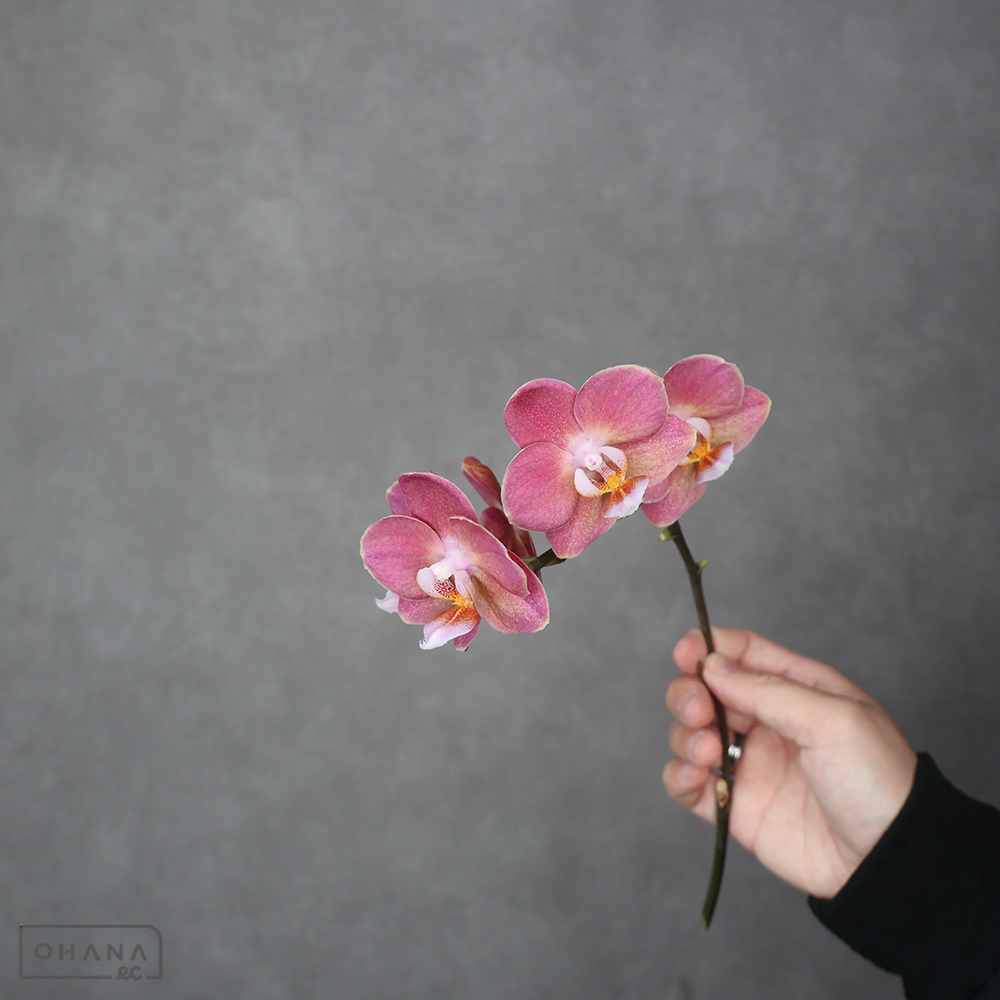 ミディコチョウラン　こうめ　秀